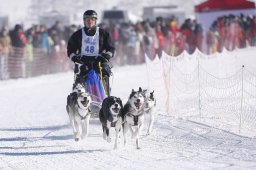Lenk 2013